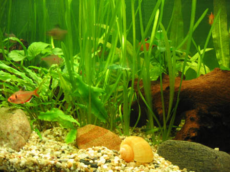 &copy; Zierfischfreunde Immenhausen-Holzhausen AMPULLARIA SCALARIA